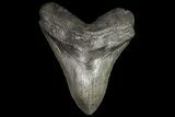 Large, Fossil Megalodon Tooth - Georgia #76458-1